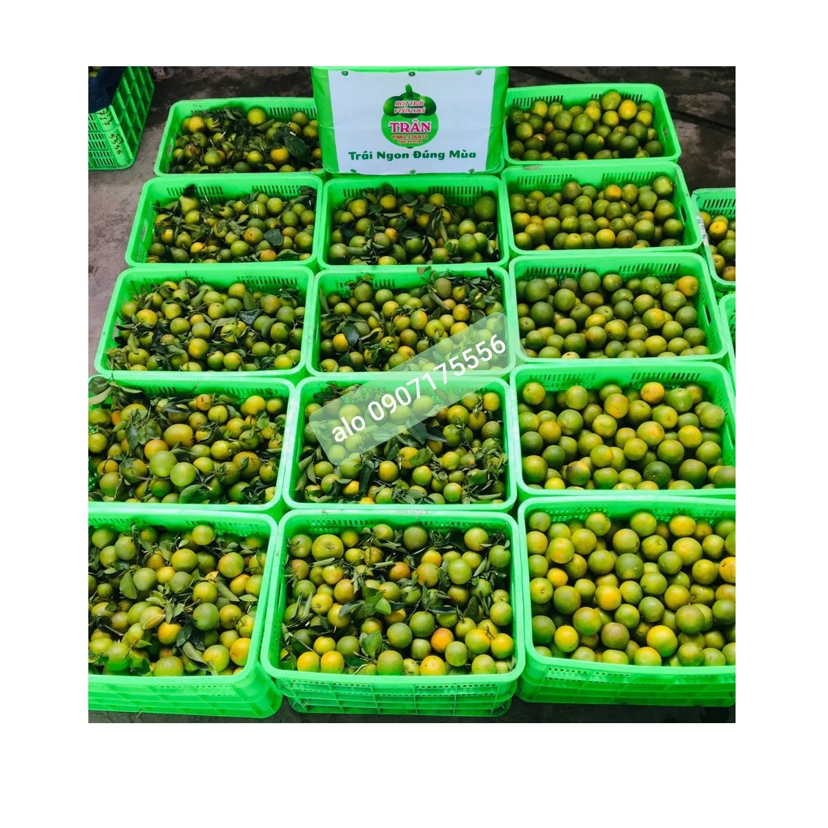 Wholesale Organic Safe Fresh Ripe Sweet Fruit Natural King Mandarin With Orange Meat And Green Skin Exported From Vietnam
