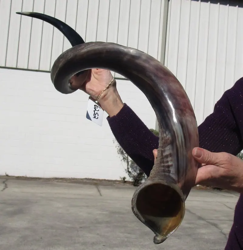Shofar / Kudu / Ram Horn / Polished Shofar