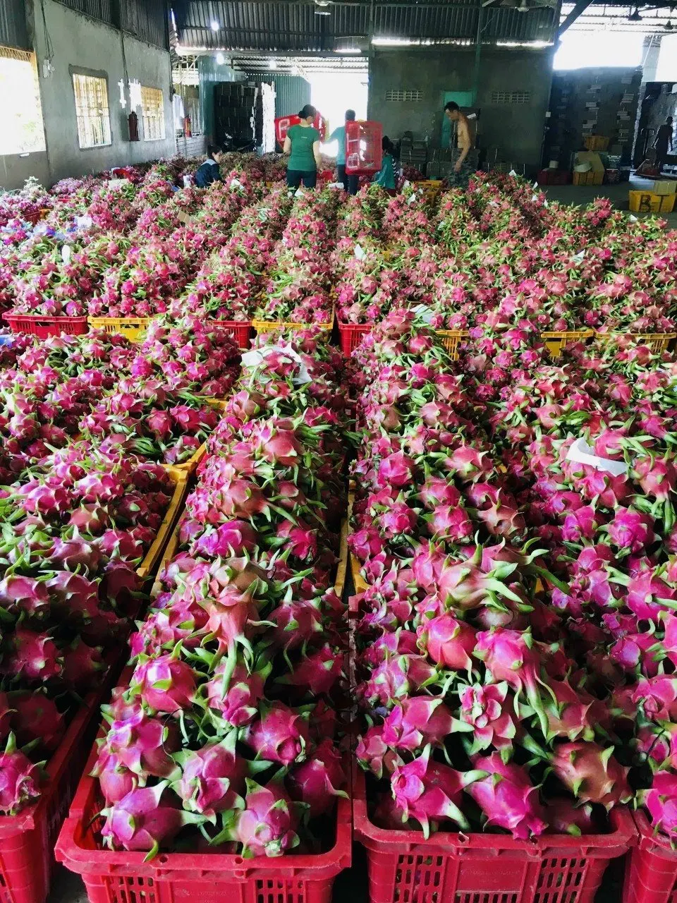 Свежая питайя конкурентоспособная цена экспорта готовой из Вьетнама снимите небольшой 300-500grs/большой 500grs-естественного сладкого 15 дней