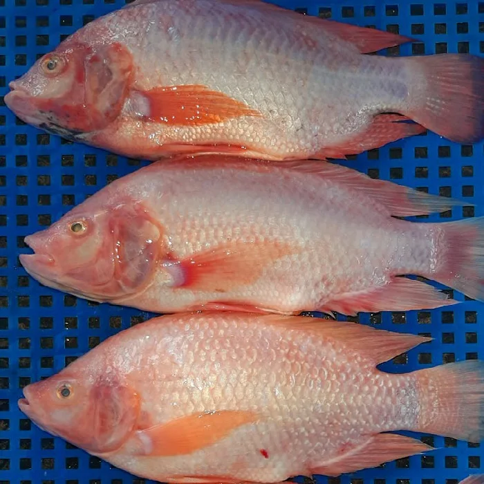  Горячий ингредиент замороженное красное мясо Тилапия рыба хорошая цена только на этот летний экспорт из Вьетнама от WIT