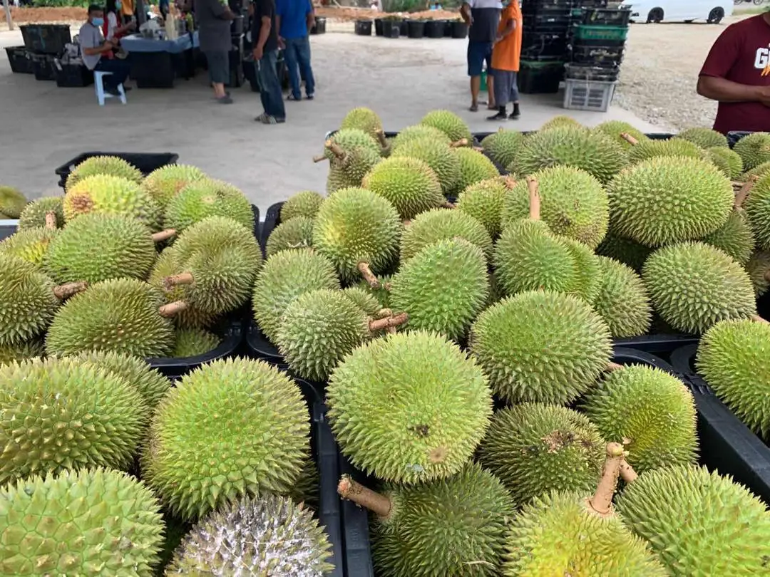 
Malaysia Top Selling 100% Fresh Durian D24 Fruit 