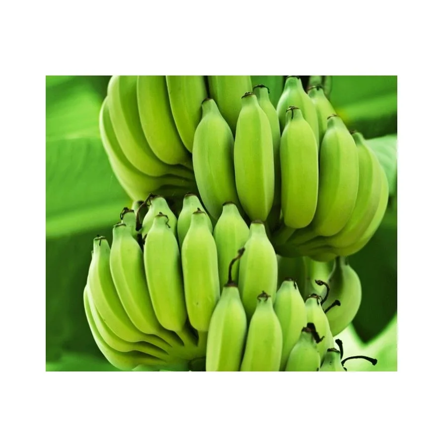  Высококачественный оптовый поставщик свежих качественных бананов Cavendish по низкой цене