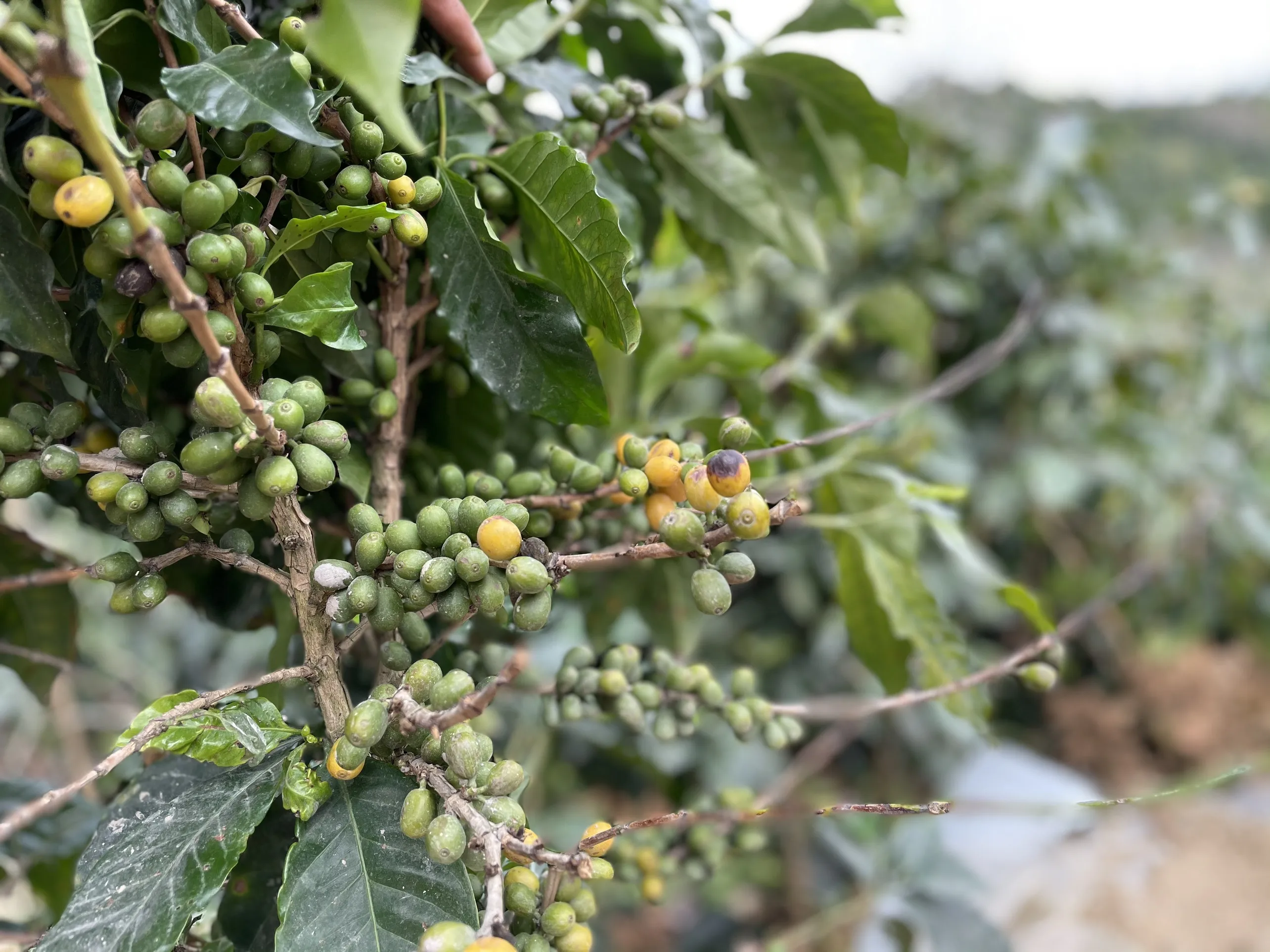 Arabica Green Coffee Beans High Quality Catimor Arabica Green Coffee Beans Fully-Washed Processing S16/18  from Vietnam