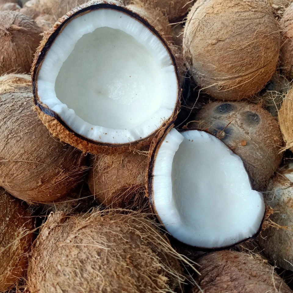 Fresh Mature Coconut for Wholesale / Semi husked mature coconut from Vietnam Quick Response