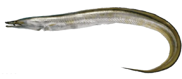 Cheap Price Frozen Yellow Pike Conger Eel Seafood Indonesia