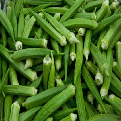 High quality fresh Organic Ladies finger fresh vegetables from India at factory price