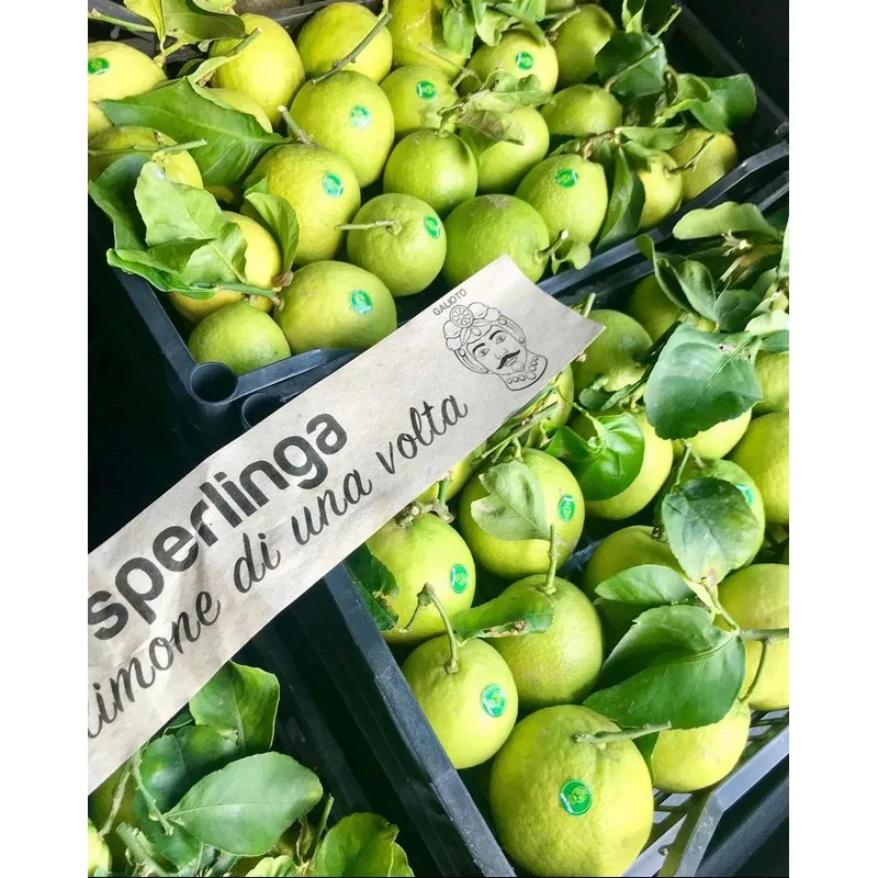 High quality Verdello 100% Made in Italy Sicily Organic Green Fresh Lemons with Leavesgreen 15kg box ready to ship