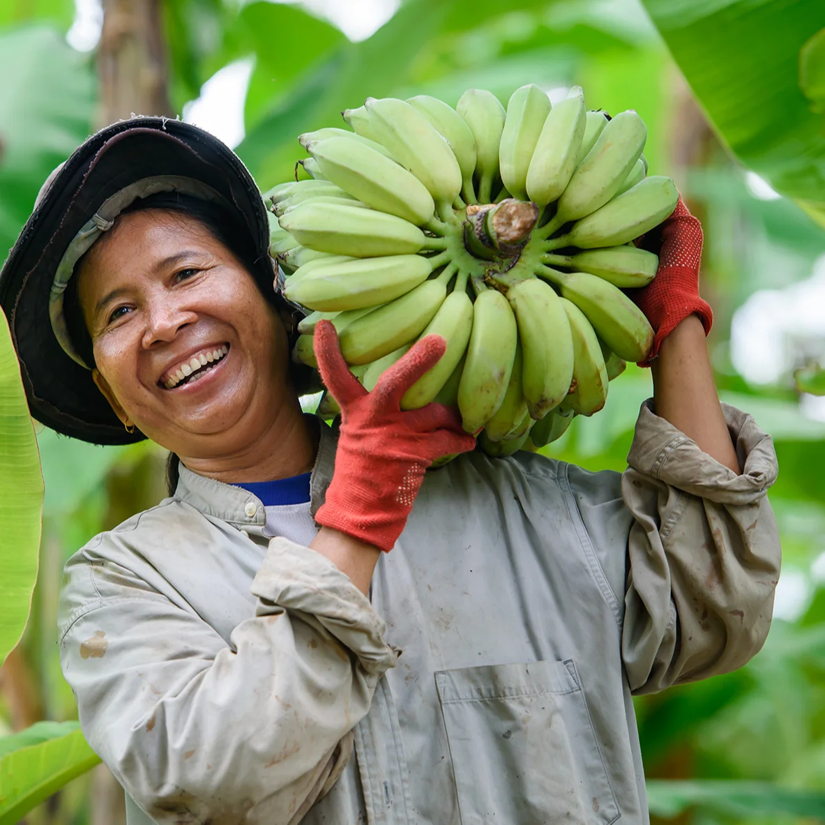 Hot Sale Cheap Green Banana Powder Flour, Natural Vegan Vegetarian Nutritious Multi-Functional Flour, Bulk Supplier