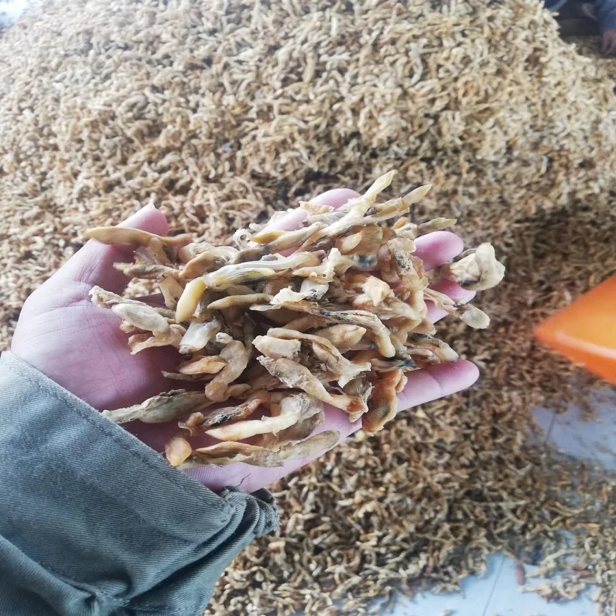 
DRIED RAZOR CLAM EXPORTS (Ensis Siliqua) - BIG QUANTITY 