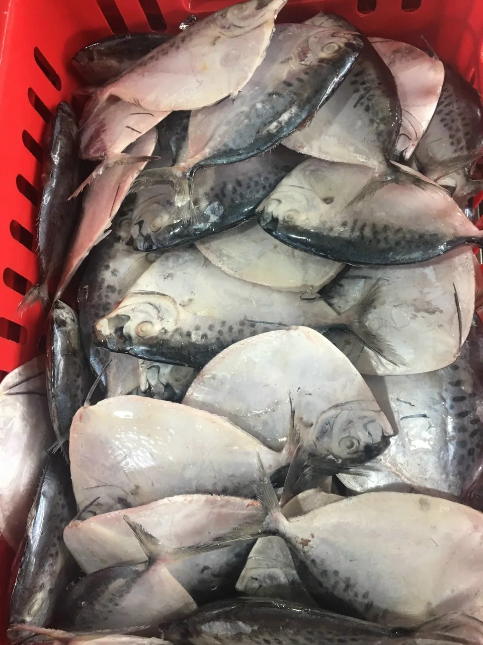  Вьетнамские морепродукты Лунная рыба