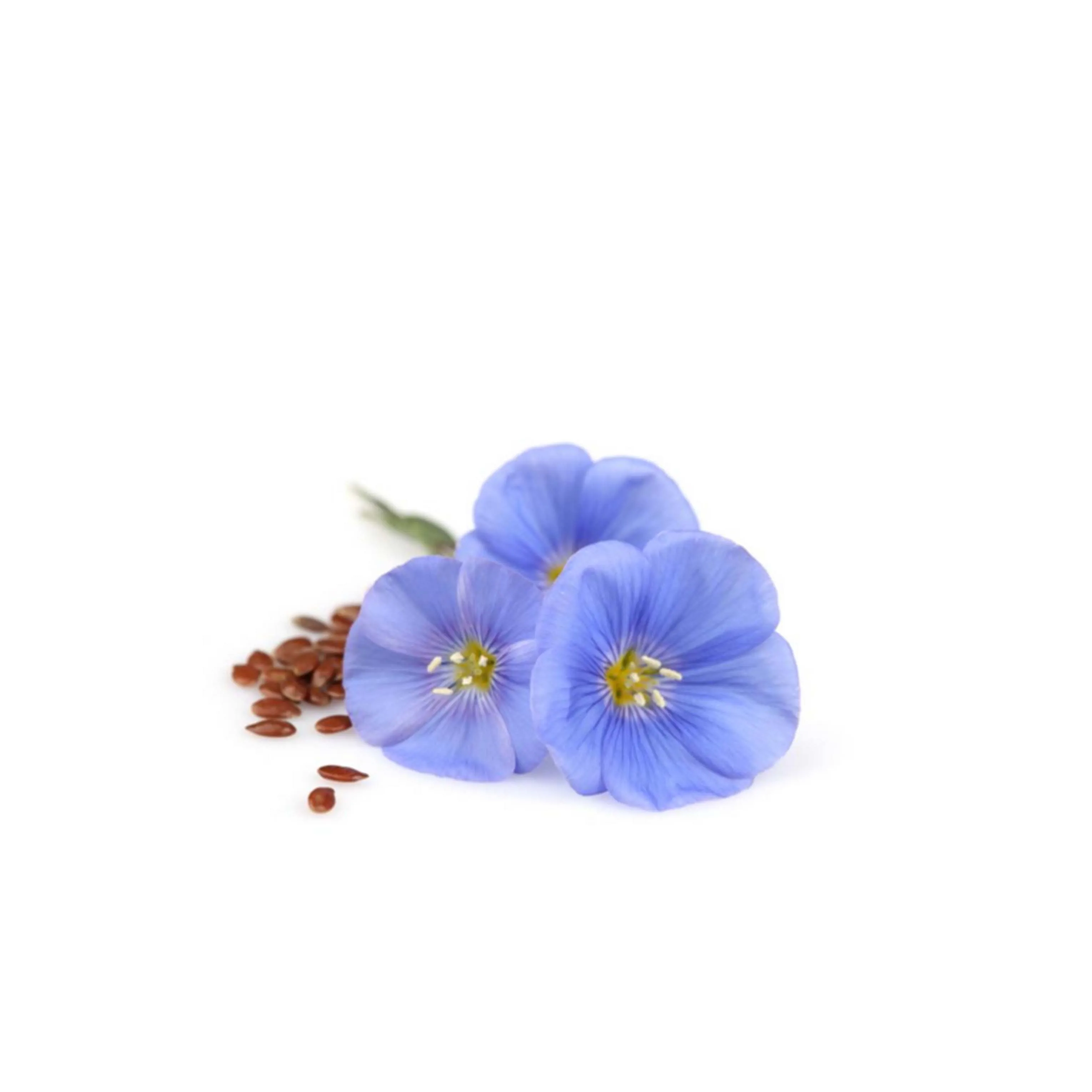 Wholesale 100% Natural Flaxseed Oil (Linseed Oil) Best Price 5L Drum - From Morocco