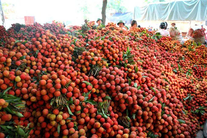 KME Seller  good quality Lychee Fruit at cheap price -- HP 0084 917 476 477