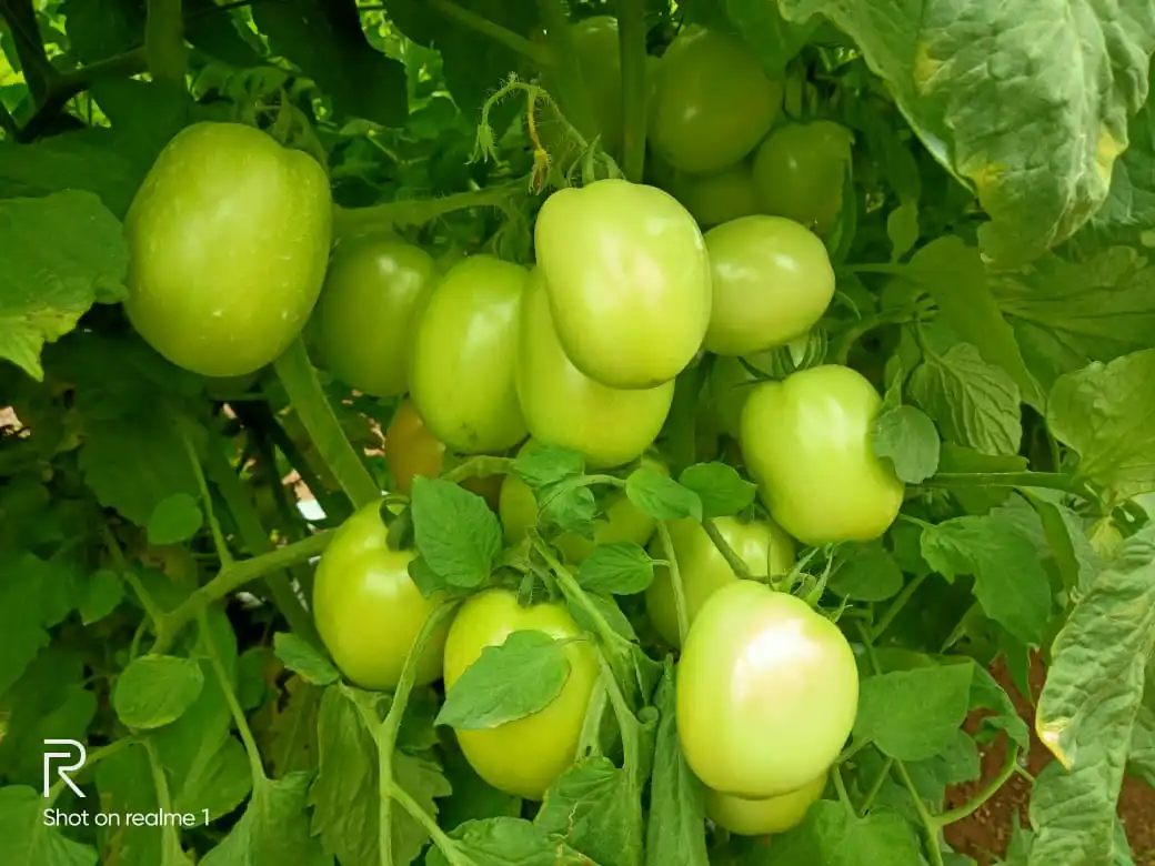  Семена томатов овальной формы Красного Цвета Хорошего вирусного качества