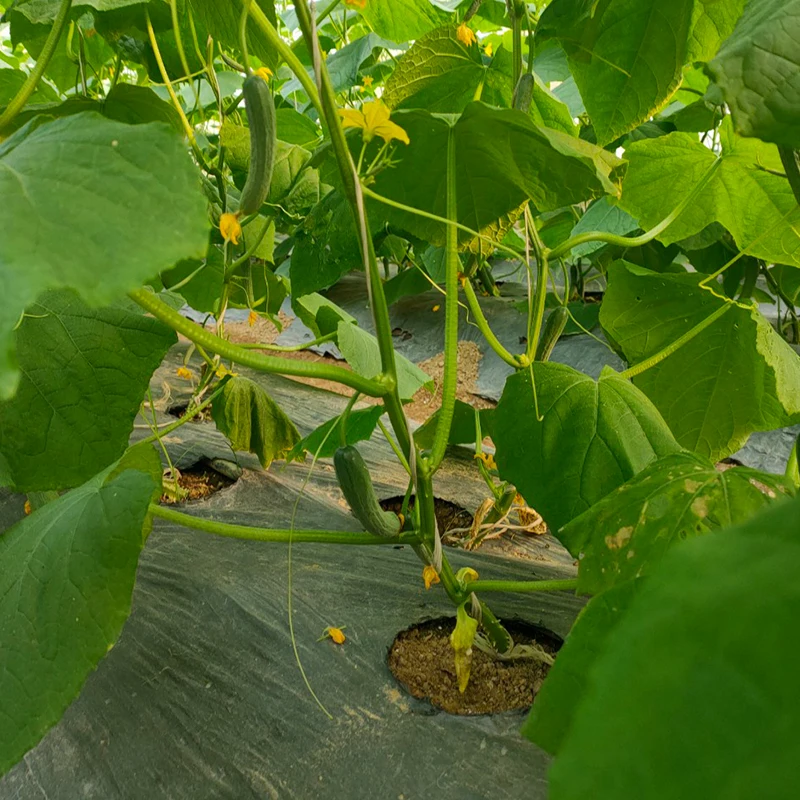 
Fresh and Young Cucumber with high quality made in Vietnam 