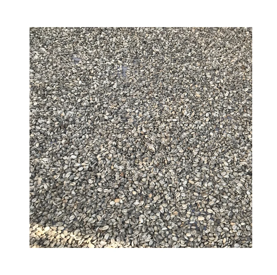 
VietNam High Quality Arabica Green Coffee Bean Cheap Price 