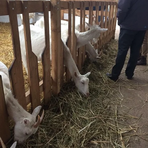 Saanen goats,cow,camel,sheep,goat,ox,bull