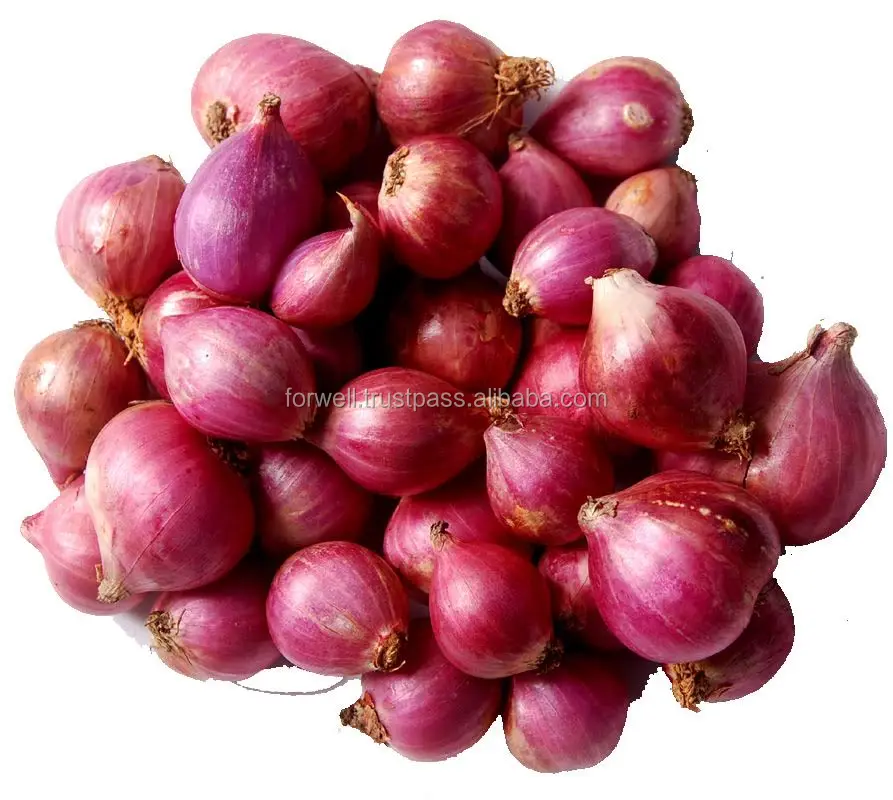 Hot sale best price fresh Egyptian red onion with high quality from Egypt