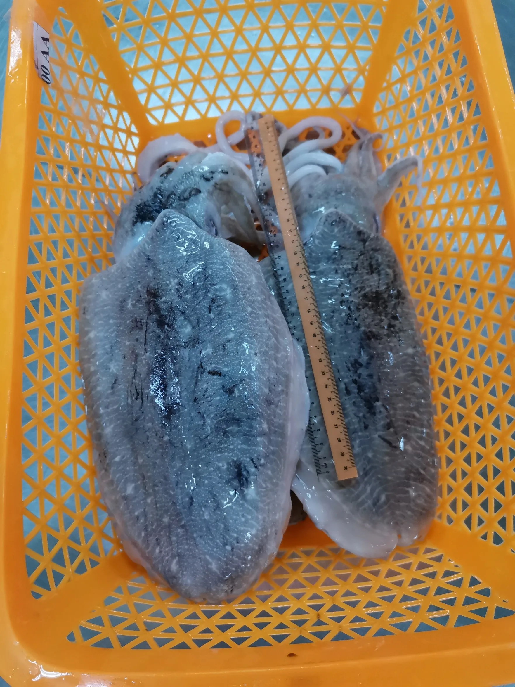 Special 9KG/CTN Weight Frozen Whole Round Cuttlefish For Sale With Best Price From Malaysia