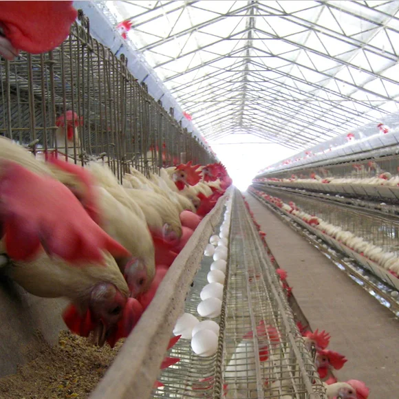 
Wholesale Steel Frame Chicken Poultry House Farm Designs cow shed For Broiler Steel Frame Cow House  (62014510803)