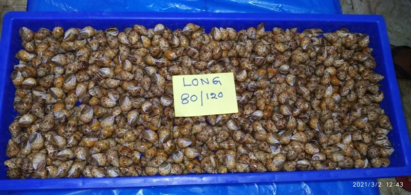 
LIVE FROZEN BAIGAI WHOLE 