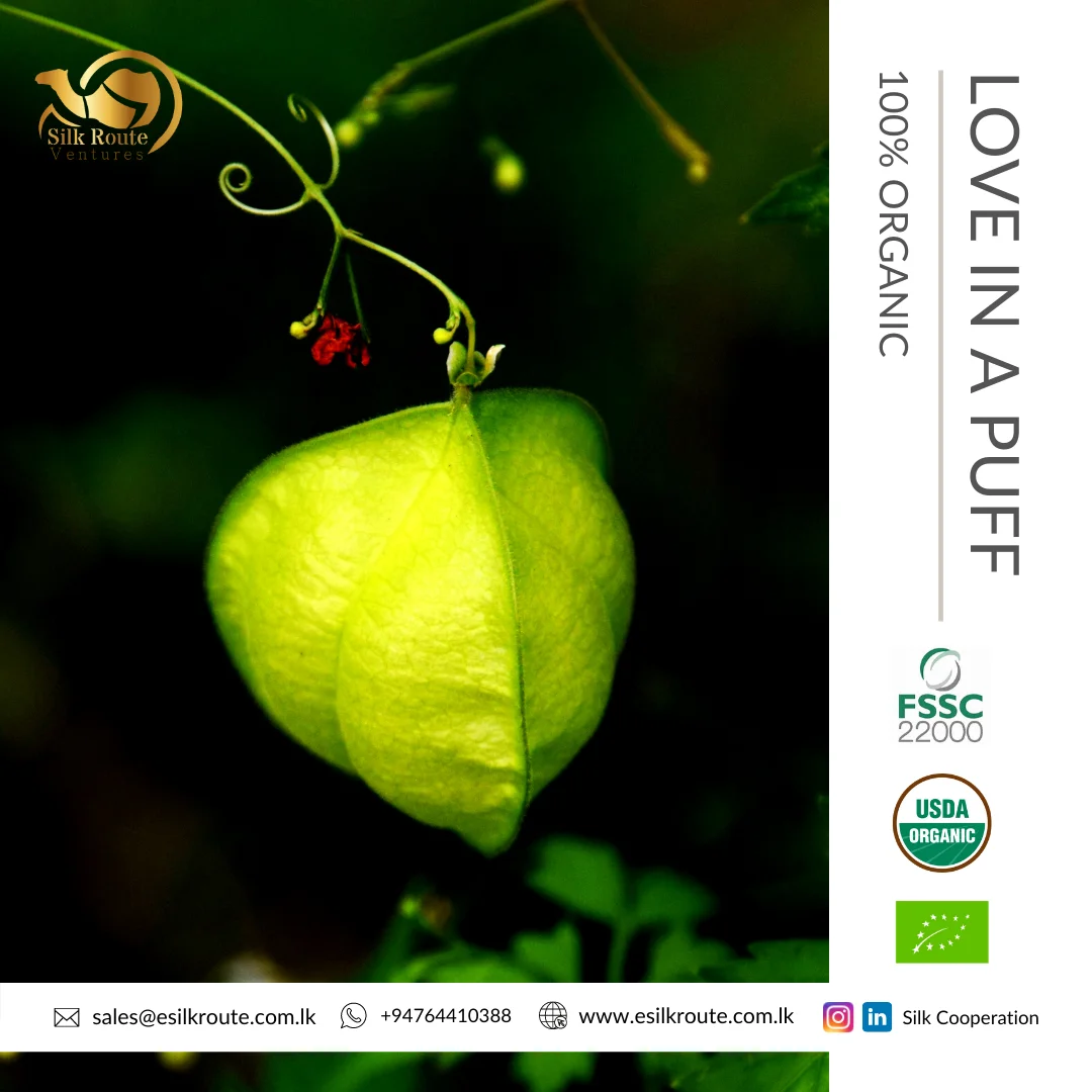 OEM доступный травяной экстракт 100% натуральный органический порошок с листьями влюбленных (Welpenela)