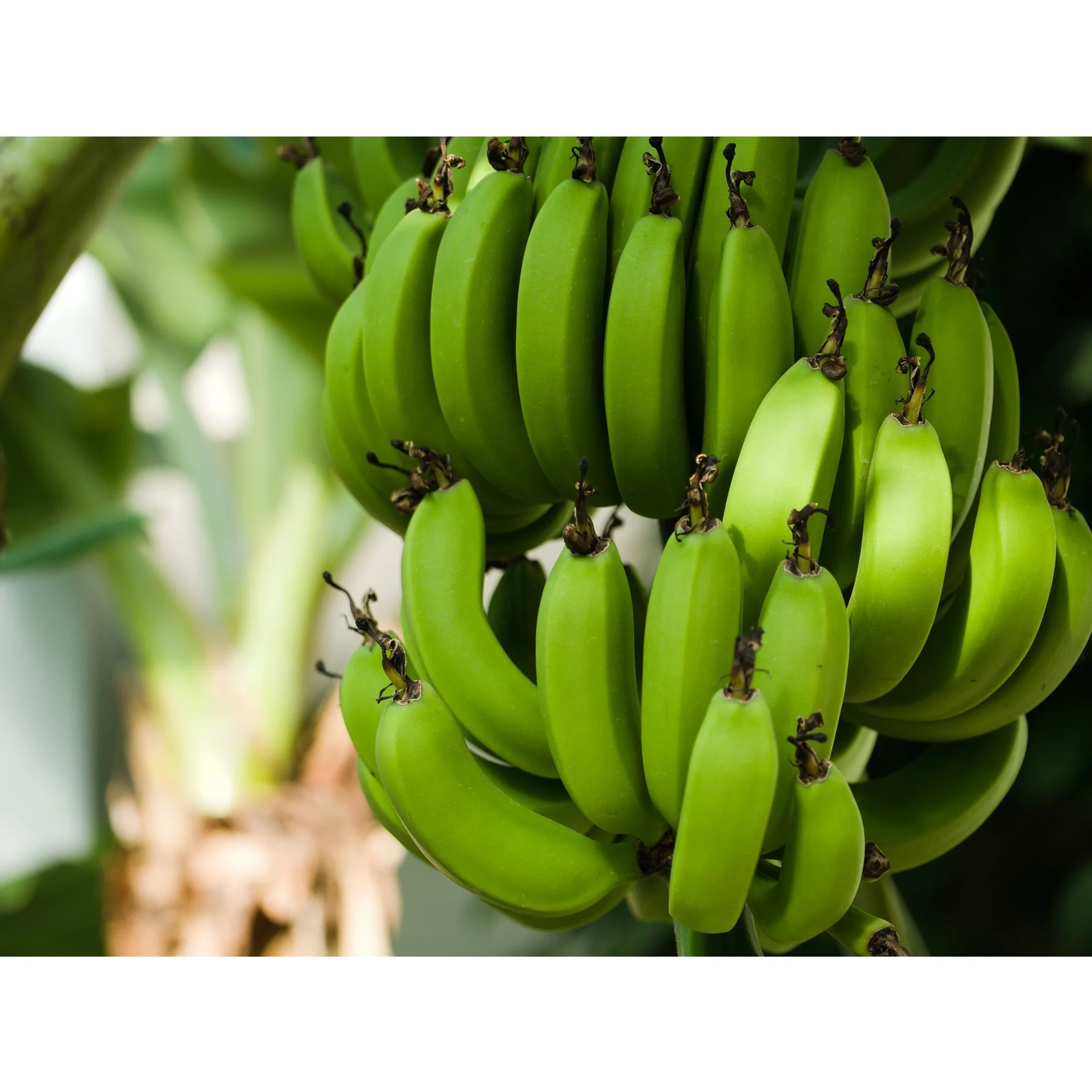 
Green Fresh and Organic Cavendish Banana Shipping from Vietnam with Sweet Taste 