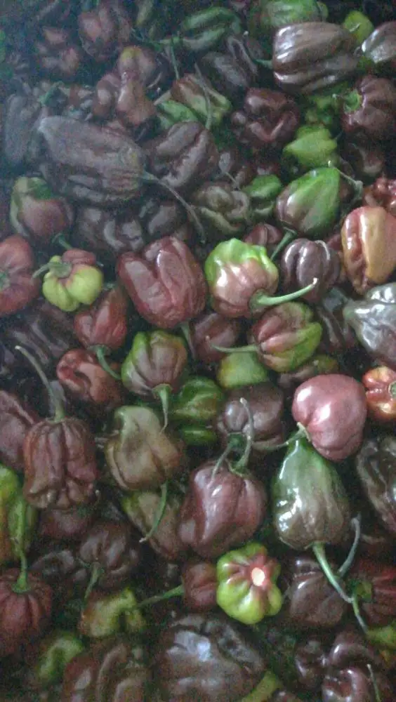 
High Quality Fresh Hot Pepper Chilli Purple Habanero 