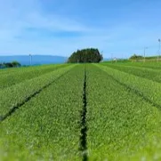 Порошок маття производство низкая цена органический порошок зеленого чая