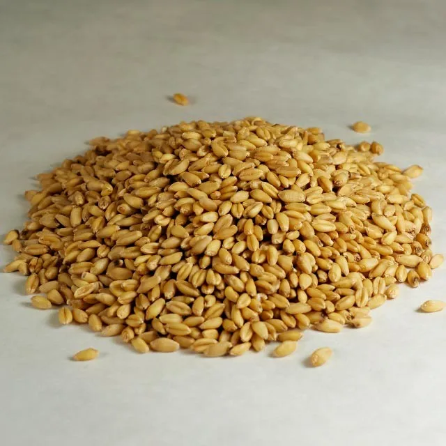 Best quality animal feed barley for sale