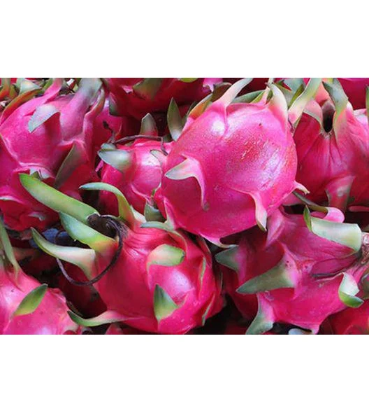 Dragon Fruit 100% Fresh Super Delicious Taste Premium Quality Dragon Fruit Natural Fresh Sweet Fruit Wholesale