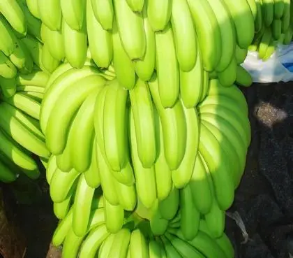  Свежий банан во Вьетнаме высокое качество MS ANNA + 84902804571