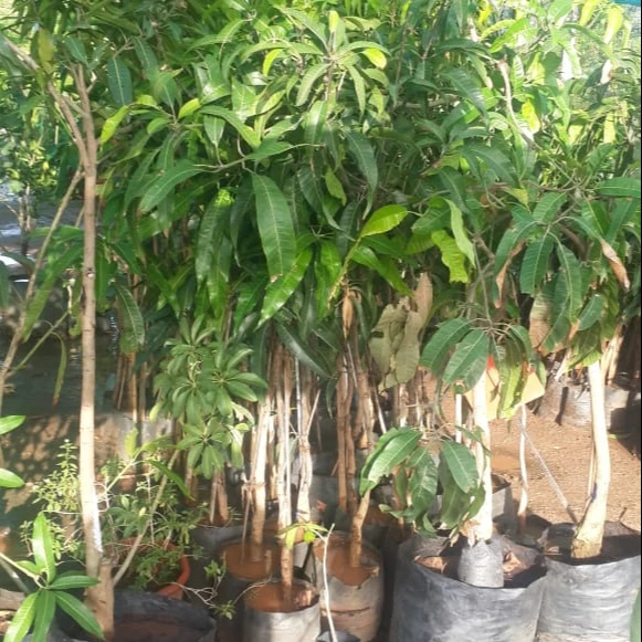 
Japanese Miyazaki Mango Plant 