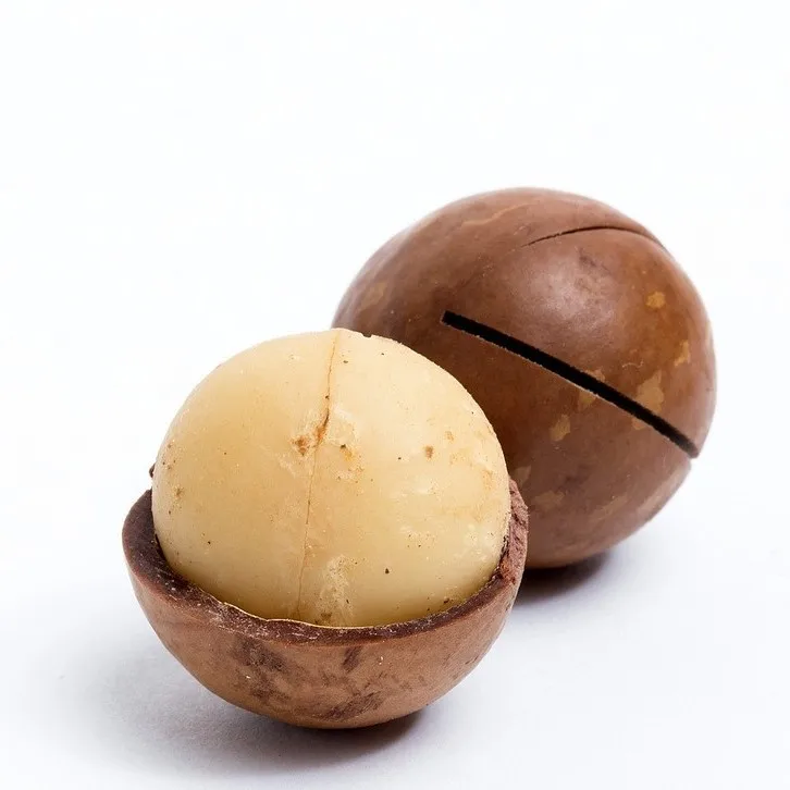 Cheap Price Dried Macadamia Nuts with Shell from Thailand
