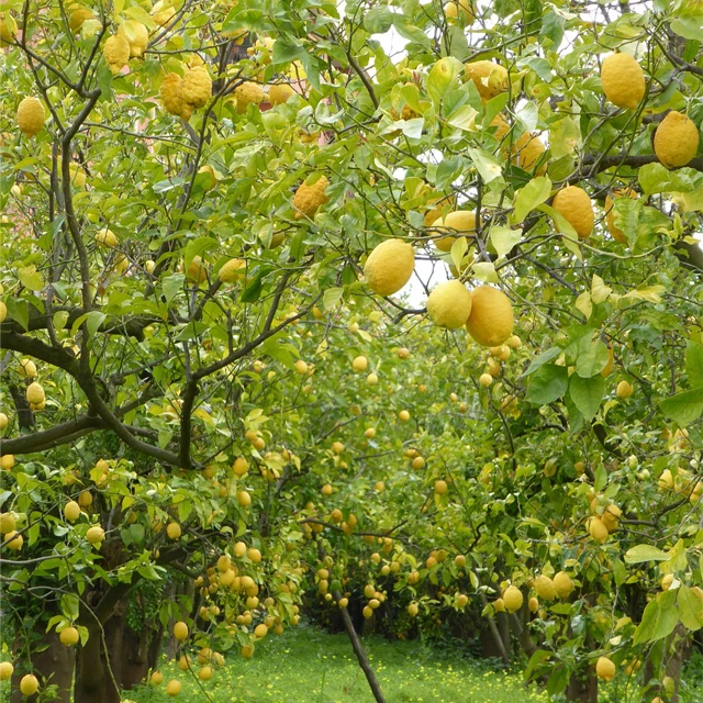 Fresh Super Delicious Taste Premium Quality Yellow Lemon - Whole Fruit Export