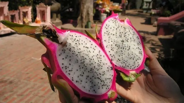 VIETNAM FRESH DRAGON FRUIT RED COLOR WHATSAPP WECHAT VIBER 0084326572671