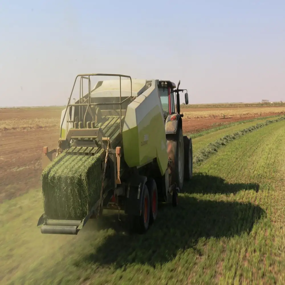 Best Selling High Quality Alfalfa Hay Top Grade Sun Cured Green Alfalfa Hay For Sale