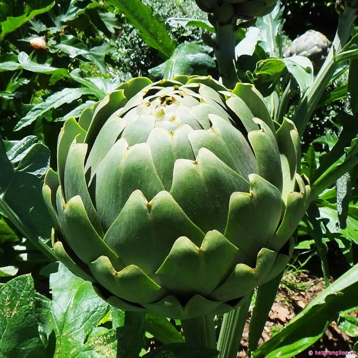 Высококачественный сушеный порошок из цветов артишока 2024 далата Вьетнама нарезанный последнего урожая производства