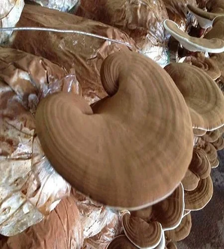 
Dried Mushroom/black fungus/Linhzhi Mushroom whole/sliced from Vikafoods (+84983028718) 