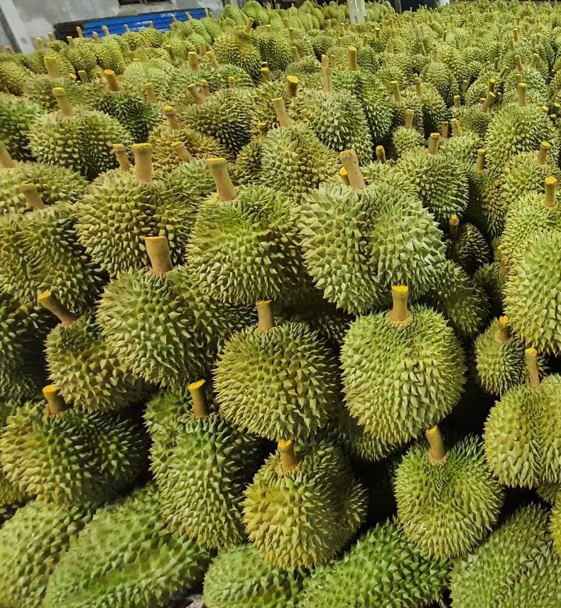DURIAN FRUIT - DURIAN NUTRION - VIETNAM DURIAN FRUIT PRICE