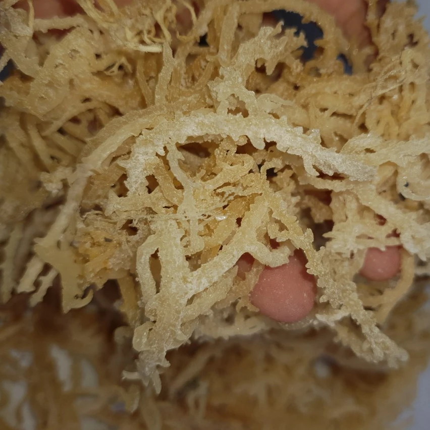 
SUPERSALE SEAMOSS / IRISH MOSS SEAWEED IN BULK 