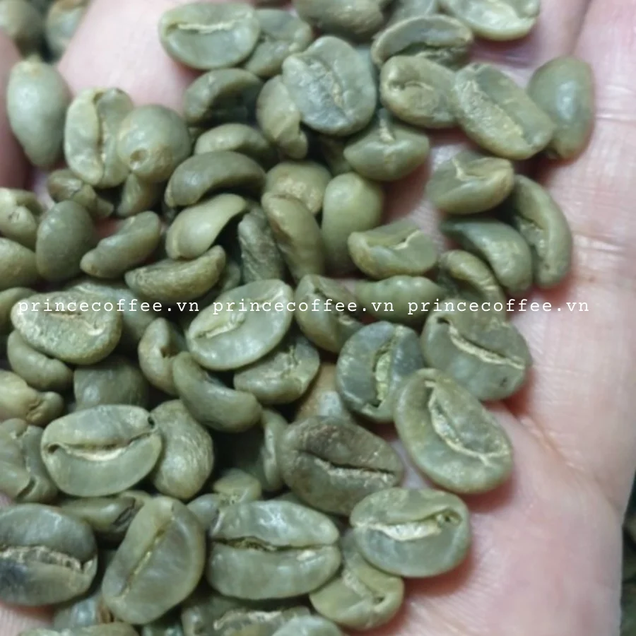  Лучшая цена вьетнамские кофейные зерна Arabica Robusta зеленые высококачественные необработанные