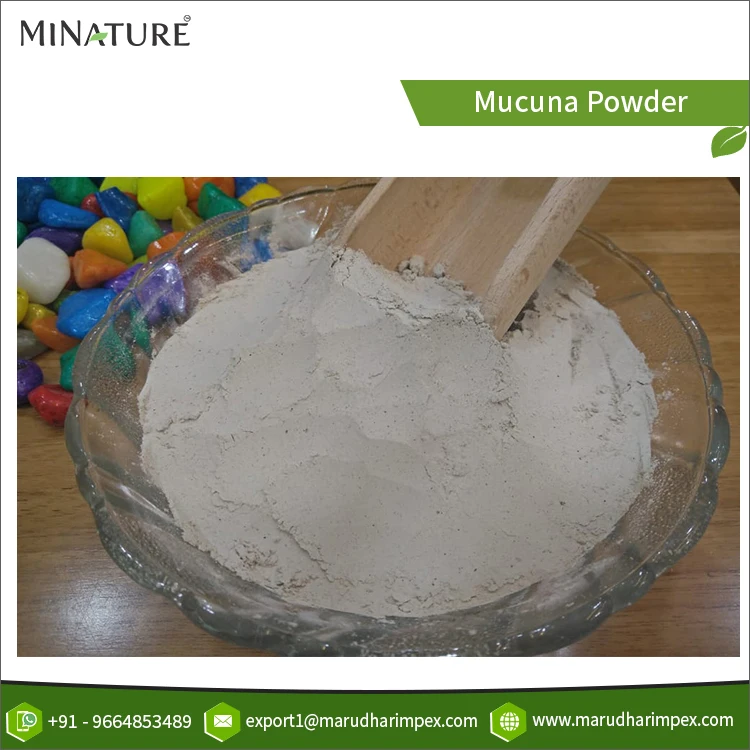 Assured Quality Wholesale Selling Pure 100% Natural & Organic Seed Extract Mucuna Herbal Powder from India