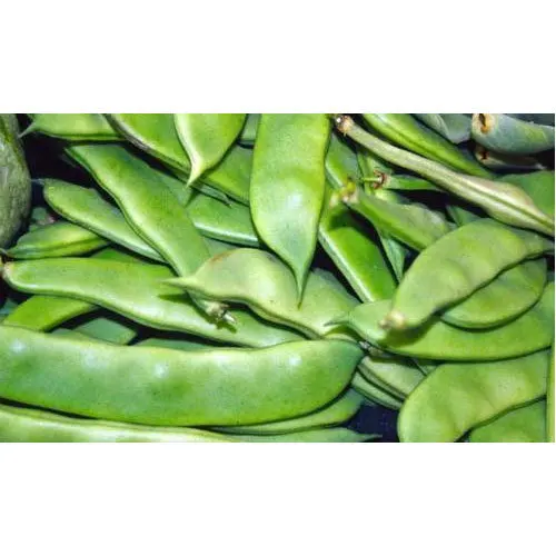 Finest Quality Fresh Broad Beans 100% Exportable In Wholesale Price From Best Indian vegetable Exporter.