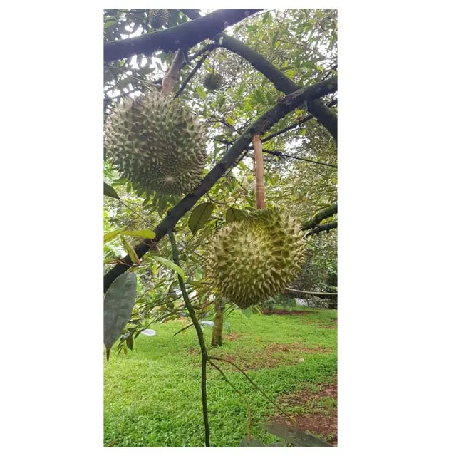 Вьетнам fresh premium durian whatsapp/wechat + 84 838686