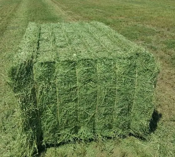 
Alfalfal Hay / Lucerne Bales For Sale 