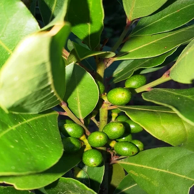 Laurel Berry Oil from Turkey 100 % Pure