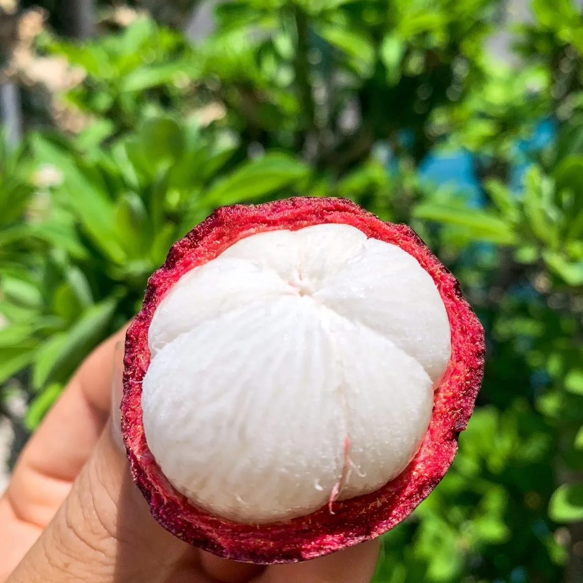 Vietnam  Mangosteen fresh fruit - Premium, high quality, clean farming, Global GAP, prestige, attractive price