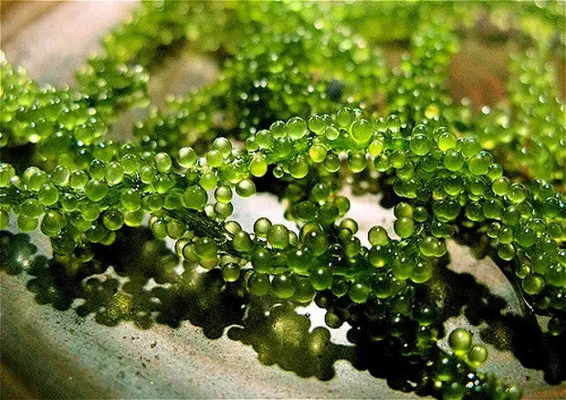 Export Bulk Sea Grapes/ 100% Natural Sea Grapes  +84 929 397 651