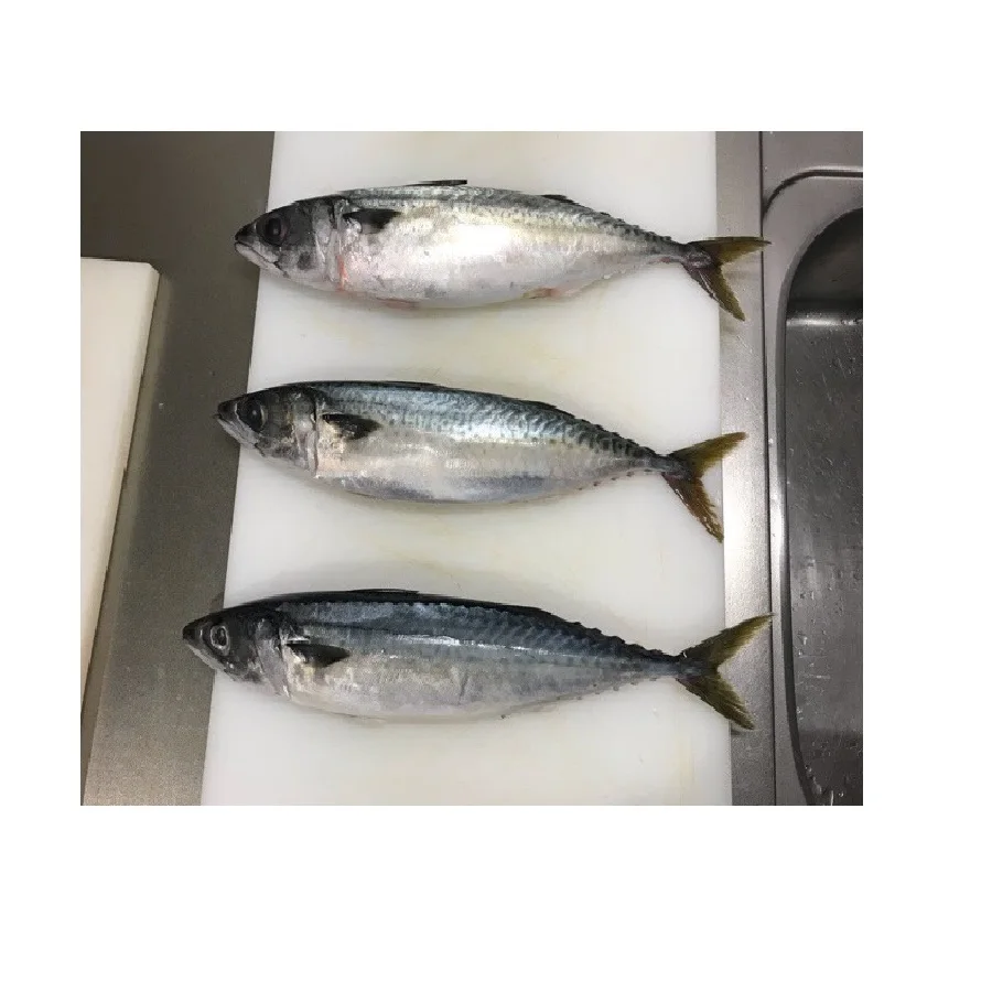 Frozen Under 1kg Whole Round Part 24 Months Shelf Life Pacific Mackerel With Low Sodium From Thailand