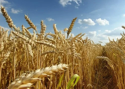 Зерновая пшеница, поставка оптом из пенджаба, Индия